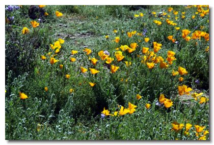 Apache (4)   Mexican Poppies